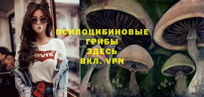 Галлюциногенные грибы Psilocybe  Лесной 